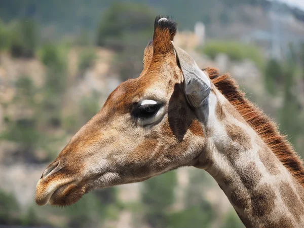 Portrait of a giraffe — Stock Photo, Image