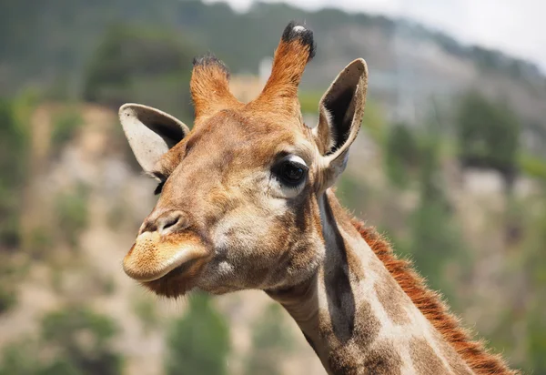 Portrait of a giraffe — Stock Photo, Image