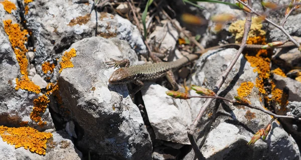 Crimean rock lizard — Stock Photo, Image
