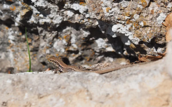 Crimean rock lizard — Stock Photo, Image
