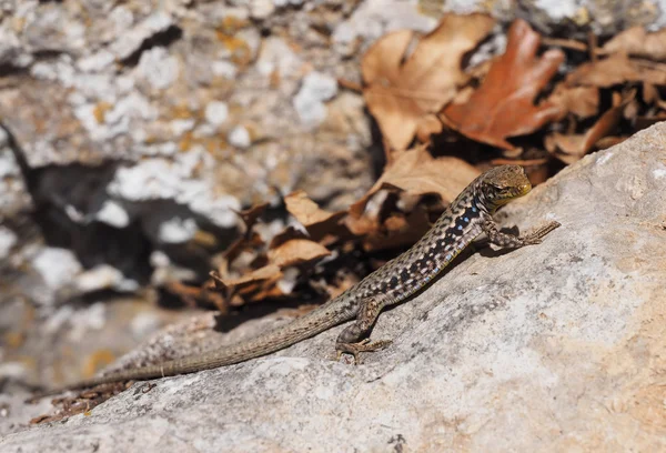 Crimean rock lizard — Stock Photo, Image