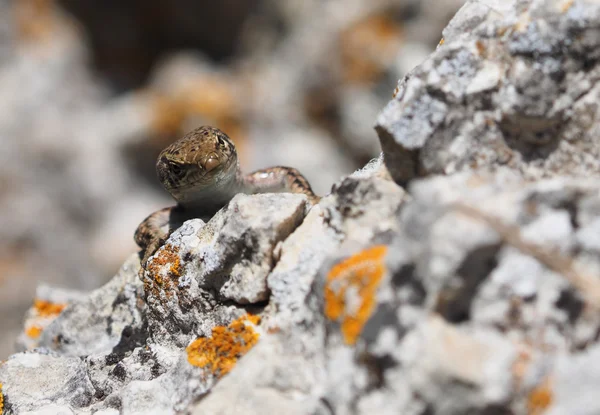 Crimean rock lizard — Stock Photo, Image