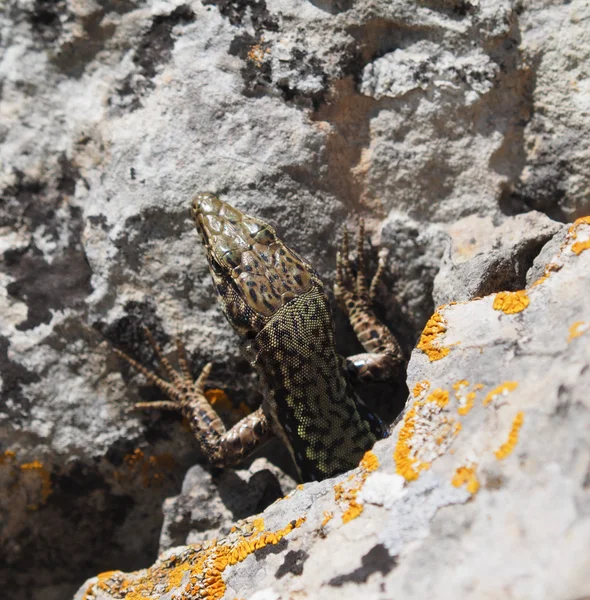 Crimean rock lizard — Stock Photo, Image