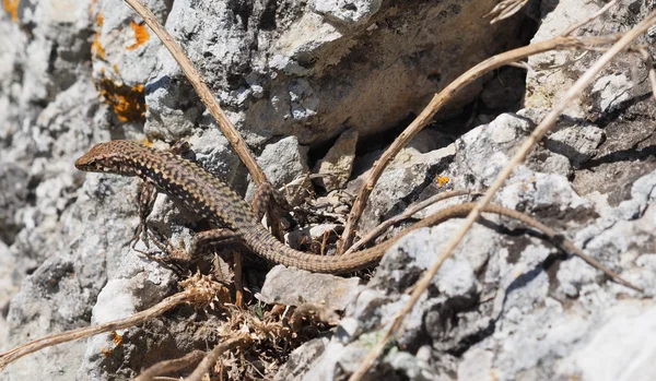 Crimean rock lizard — Stock Photo, Image