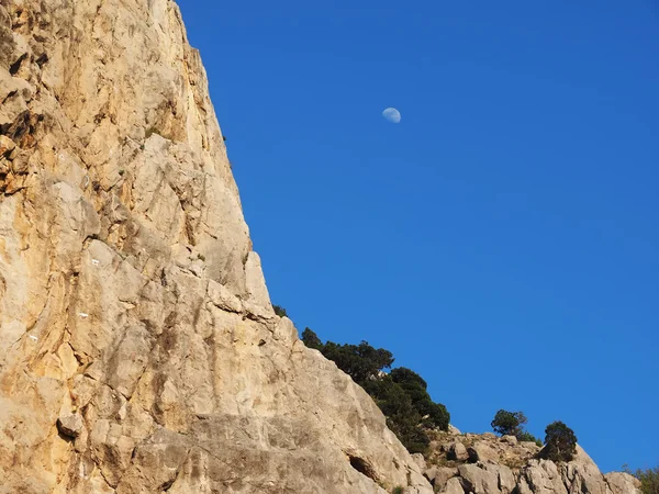 Luna e alberi — Foto Stock