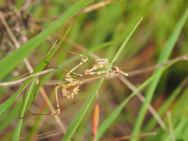 Mantis in het gras — Stockfoto