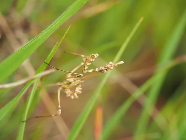 Gottesanbeterin im Gras — Stockfoto