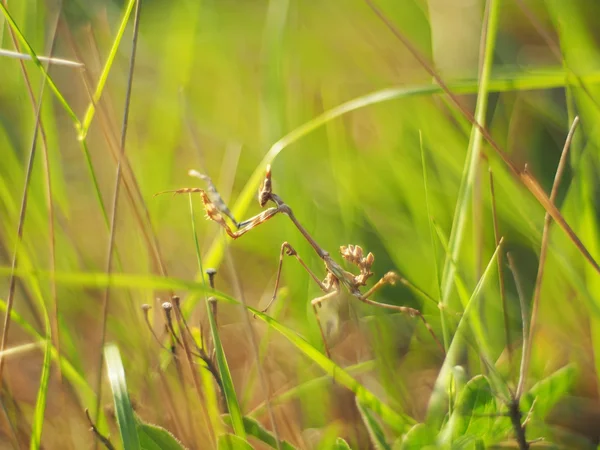 草の中のカマキリ — ストック写真