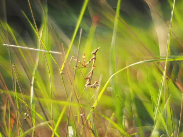 Богомол в траве — стоковое фото
