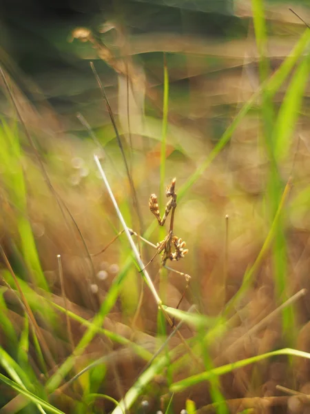 Mantis in het gras — Stockfoto