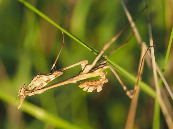 Gottesanbeterin im Gras — Stockfoto