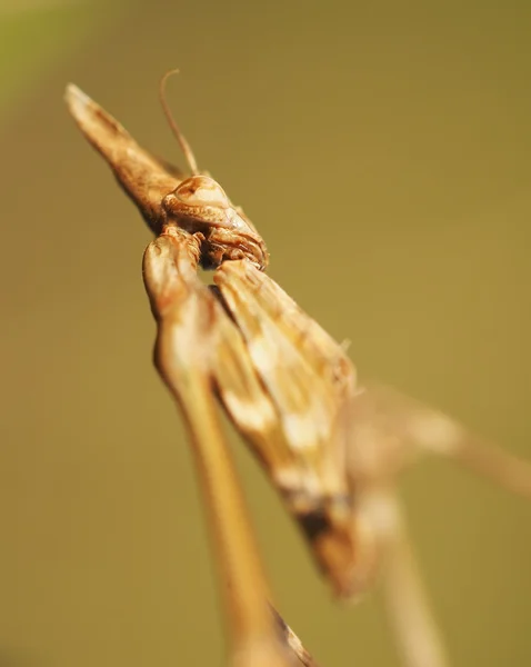 Mantis en la hierba — Foto de Stock