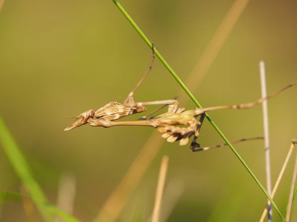 Gottesanbeterin im Gras — Stockfoto