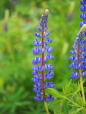 acı bakla çiçeği çim