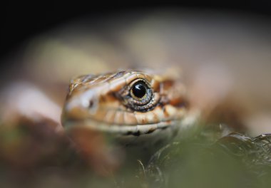 Ormandaki kertenkele