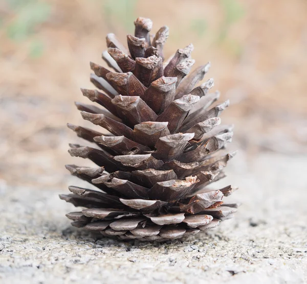 Dennenappel in het bos — Stockfoto