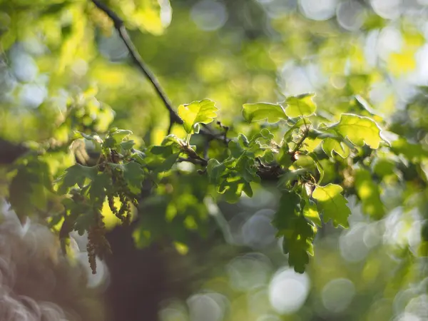 Folhas de carvalho na floresta — Fotografia de Stock