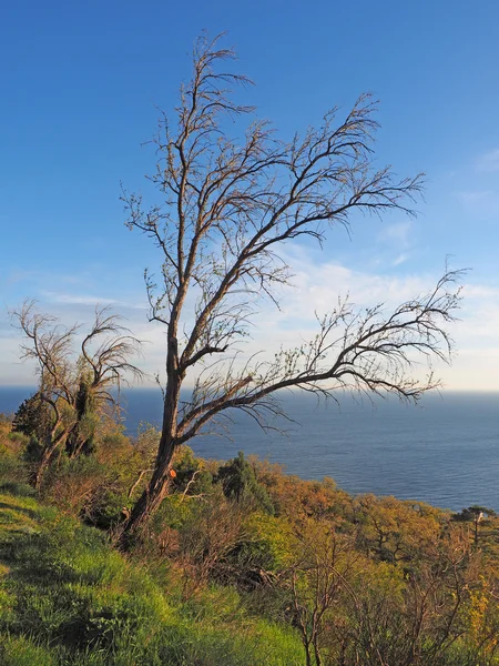 Arbre sur la plage. crimée — Photo