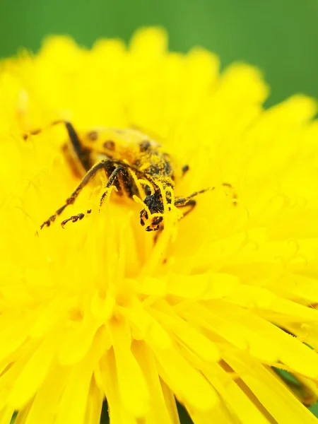 Květina sumec (Brachyta interrogationis) na žlutý květ — Stock fotografie