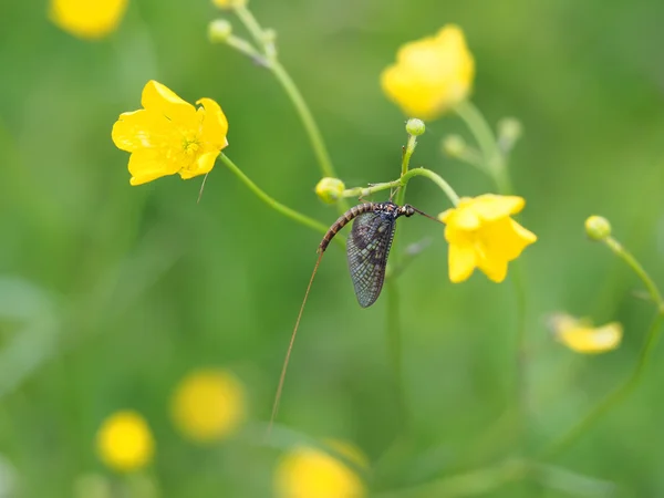 Éphémère dans l'herbe — Photo