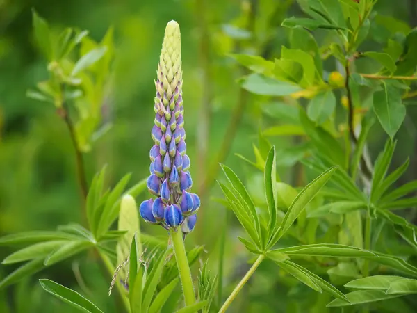 Lupinenblume im Gras — Stockfoto