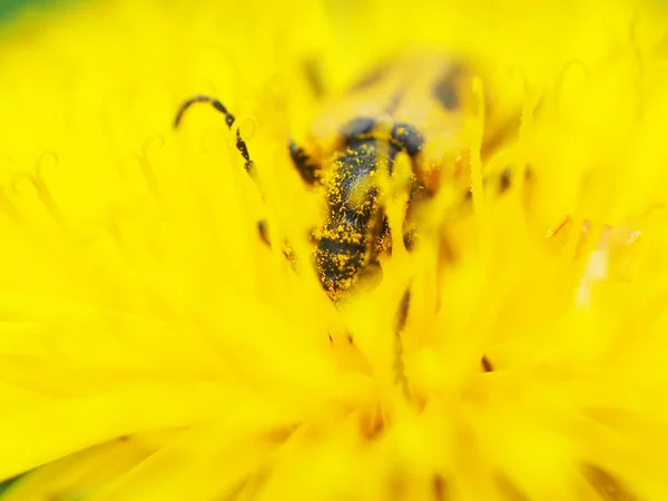 Barbel flor (Brachyta interrogationis) en una flor amarilla — Foto de Stock