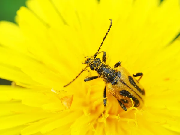 Flower barbel (Brachyta interrogationis) on a yellow flower — Stock Photo, Image