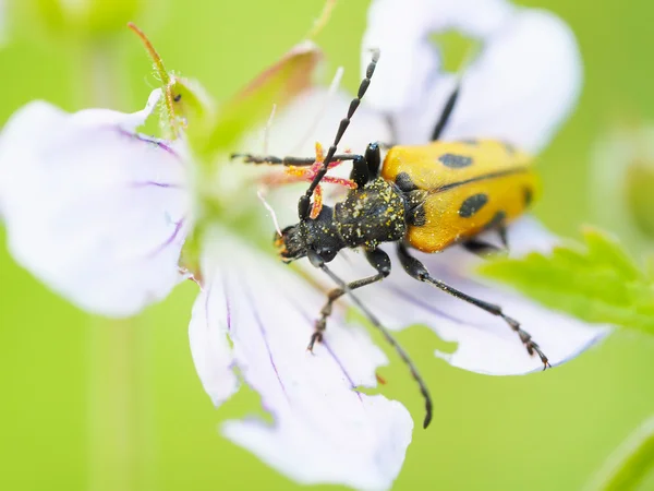 Flower barbel (Brachyta interrogationis) on a flower — Stock Photo, Image