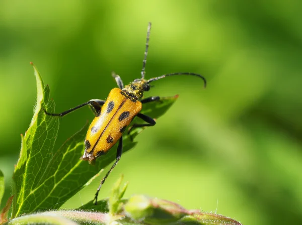 Blütenbarbe (brachyta interrogationis) auf einer Blume — Stockfoto