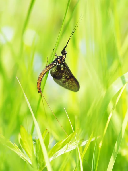 Éphémère dans l'herbe — Photo