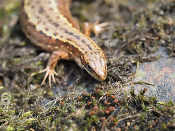Lizard in the forest — Stock Photo, Image