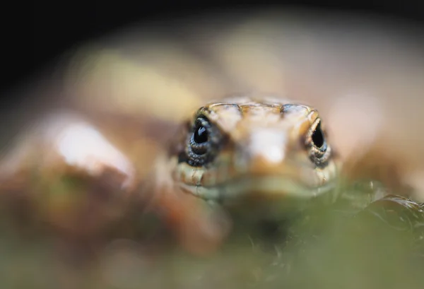 Lagarto en el bosque —  Fotos de Stock