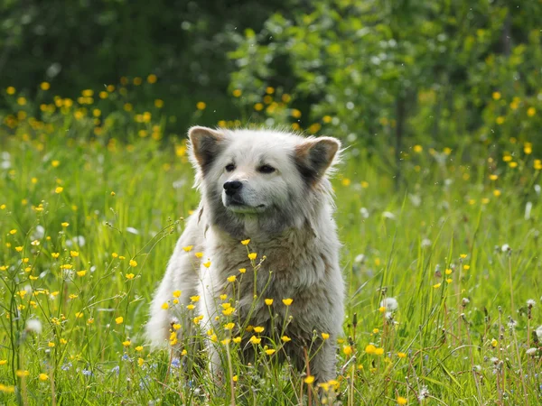 samoyed kutya