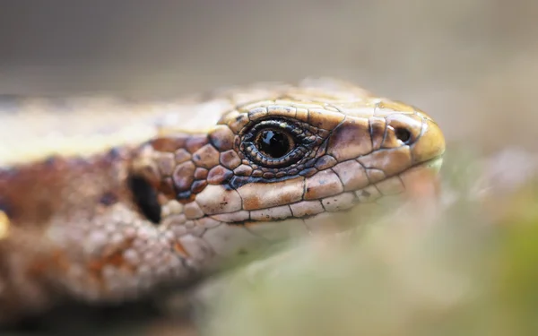 Eidechse im Wald — Stockfoto