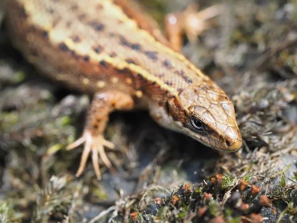 Lizard in the forest — Stock Photo, Image