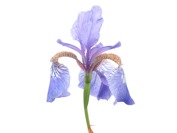 Iris su sfondo bianco — Foto Stock