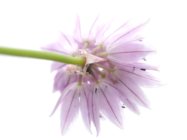 Flores de cebola em um fundo branco — Fotografia de Stock