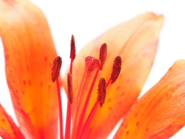 Tiger Lily on a white background — Stock Photo, Image