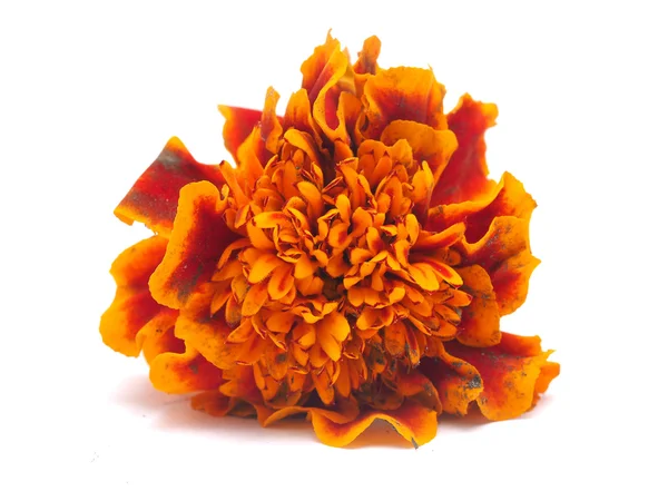 Calendula su sfondo bianco — Foto Stock