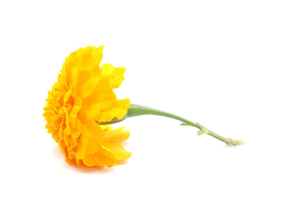 Marigold on a white background — Stock Photo, Image