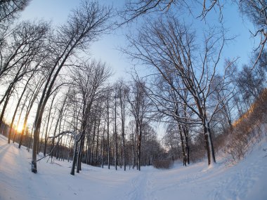 Kışın parktaki ağaçlar