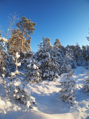 Kışın çam ormanı