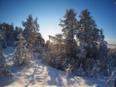 Kışın çam ormanı
