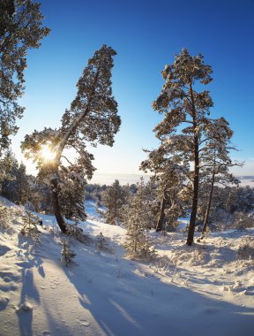 Kışın çam ormanı