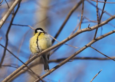 Ormandaki baştankara