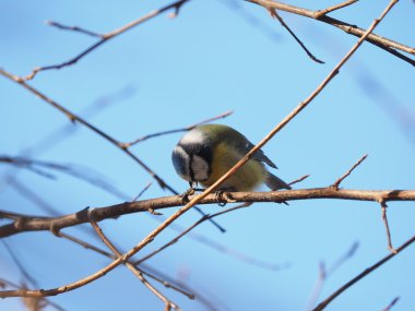 Ormanın içinde Mavi baştankara