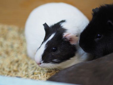 Kafesteki kobay faresi