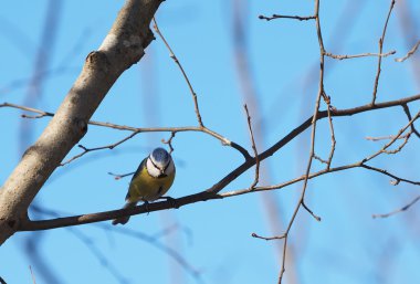 Ormanın içinde Mavi baştankara