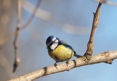 Ormanın içinde Mavi baştankara