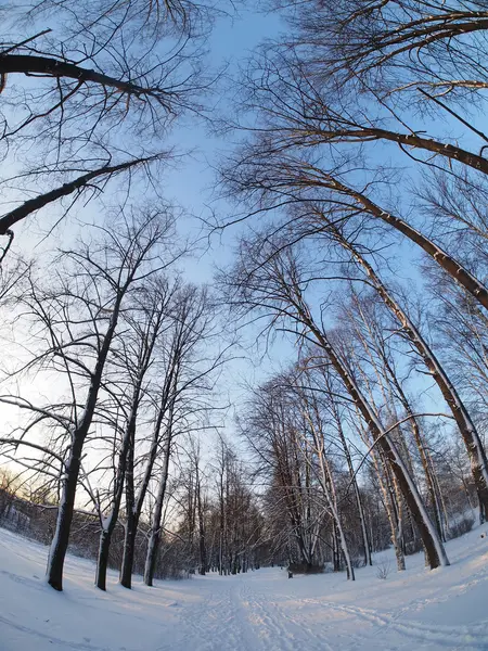 Árvores Parque Inverno — Fotografia de Stock